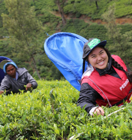 Nuwara Eliya Tea Gardens