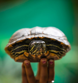 Turtle Hatchery