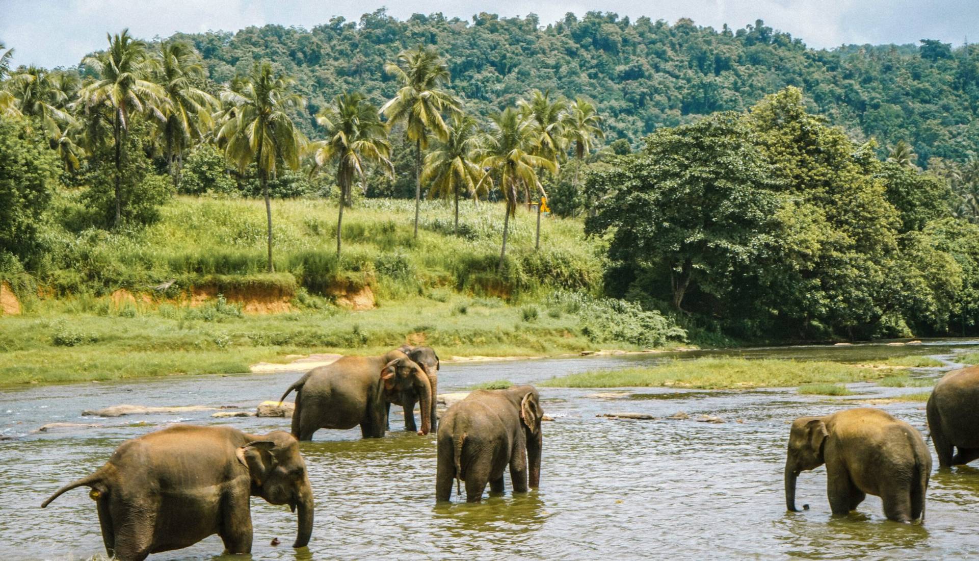 Elephant Orphanage experience